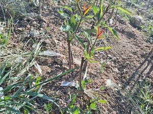 تولید و پخش نهال بادام پیوندی در فارس