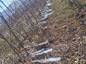 تولید و فروش نهال بادام اصلاح شده در چیتاب