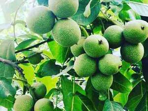 خرید نهال گردو دربابل