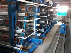 قیمت قفس مرغ تخمگذار تمام اتومات در اهواز