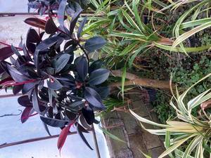 قیمت گل سانسوریا دور زرد در عباس آباد