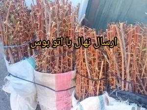 قیمت نهال عناب خرمایی بیرجند