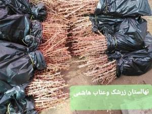 خرید نهال زرشک دو ساله در بیرجند