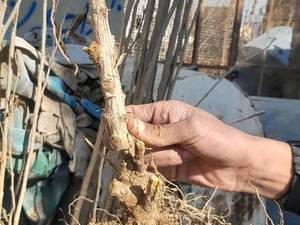 قیمت نهال عناب اوکراینی در مشهد