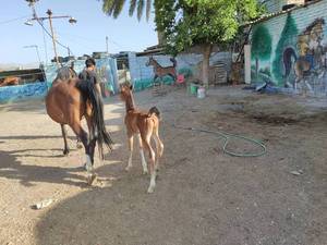 مركز پرورش اسب اصيل تركمن در فسا