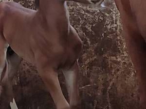 مرکز پرورش و فروش اسب اصیل در فسا