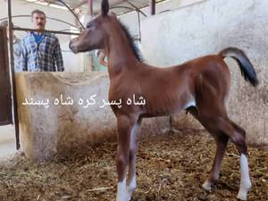 مرکز پرورش و فروش اسب اصیل در فسا