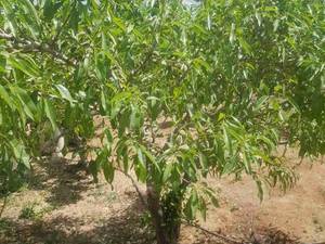 فروش زمین