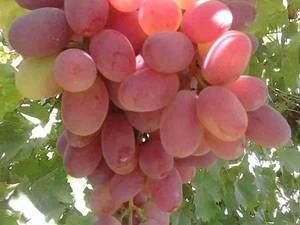 انواع نهال انگور