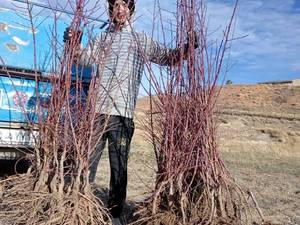 قیمت نهال بادام شاهرودی در کازرون