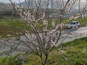 قیمت نهال بادام شاهرودی در کازرون