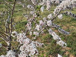 قیمت نهال بادام شاهرودی در کازرون