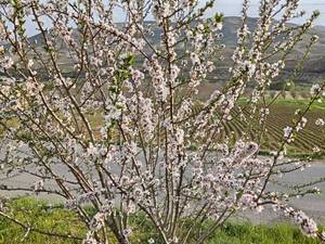 قیمت نهال بادام شاهرودی در کازرون