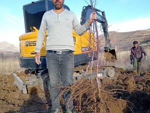 قیمت نهال بادام شاهرودی در کازرون