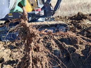 قیمت نهال بادام شاهرودی در کازرون