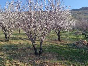 قیمت نهال بادام شاهرودی در کازرون