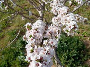 قیمت نهال بادام شاهرودی در کازرون