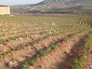 قیمت نهال بادام شاهرودی در کازرون