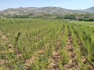 نهال بادان تونو در نی ریز فارس