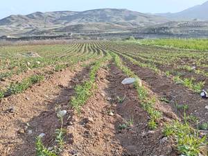 نهال بادان تونو در نی ریز فارس