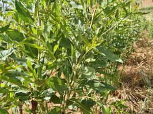 نهال بادان تونو در نی ریز فارس