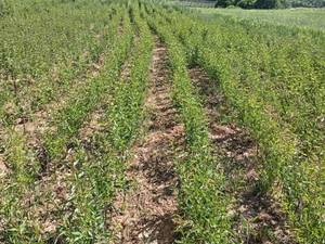 نهال بادان تونو در نی ریز فارس