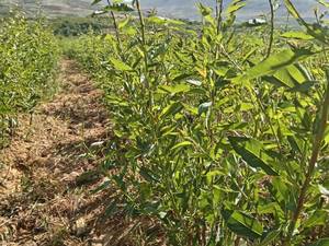 نهال بادان تونو در نی ریز فارس