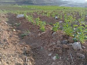 نهال بادان تونو در نی ریز فارس