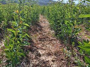 نهال بادان تونو در نی ریز فارس