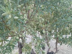 فروش بهترین نهال بادام درختی در اقلید