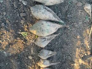 قیمت دستگاه چغندر کن شش ردیفه در شهرکرد