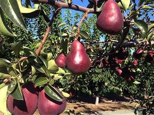 قیمت نهال گلابی آنجو در قوچان