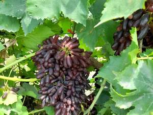 قیمت نهال انگور موندراپ در نیشابور