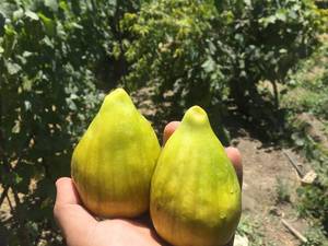 نهال انجير گلابي زرد در سمنان