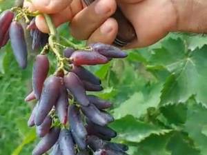 قیمت نهال انگور شمشیری سیاه در شیراز