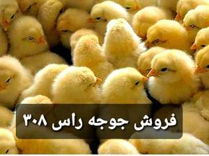 خرید جوجه یکروزه در قائم شهر