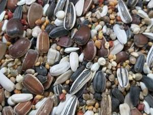 خرید خوراک پرندگان زینتی در رامسر