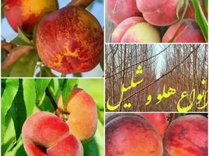 خرید عمده شلیل مغان در شیراز