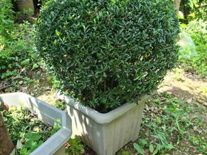 خرید درختچه زینتی فضای باز در رودسر