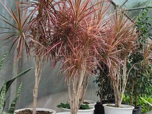 قیمت گل دراسنا سبز در نوشهر