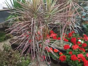 قیمت گل دراسنا سبز در نوشهر