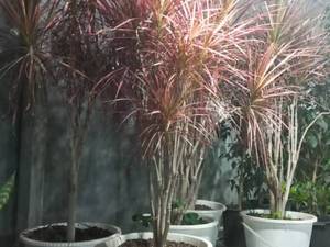 قیمت گل دراسنا سبز در نوشهر