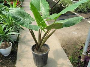 قیمت گل بابا آدم مینیاتوری در رامسر