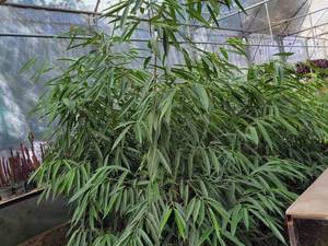 قیمت بنجامین آمستل بزرگ در مشهد