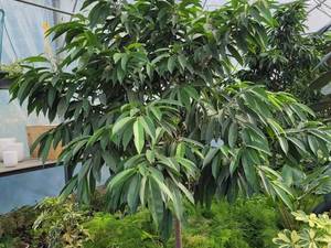 قیمت بنجامین آمستل بزرگ در مشهد