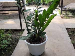 قیمت گل زاموفیلیا در اردبیل