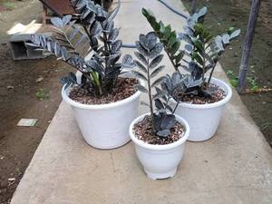 قیمت گل زاموفیلیا در اردبیل