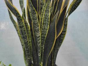 قیمت گل سانسوریا دور زرد در همدان