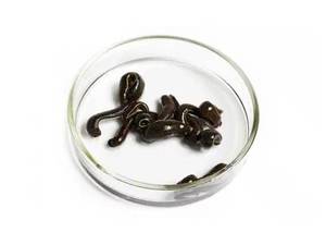 دوره پرورش زالو در گیلان