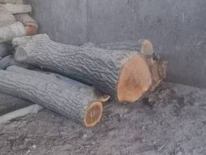 فروش چوب هیزم و چوب باغی در قم